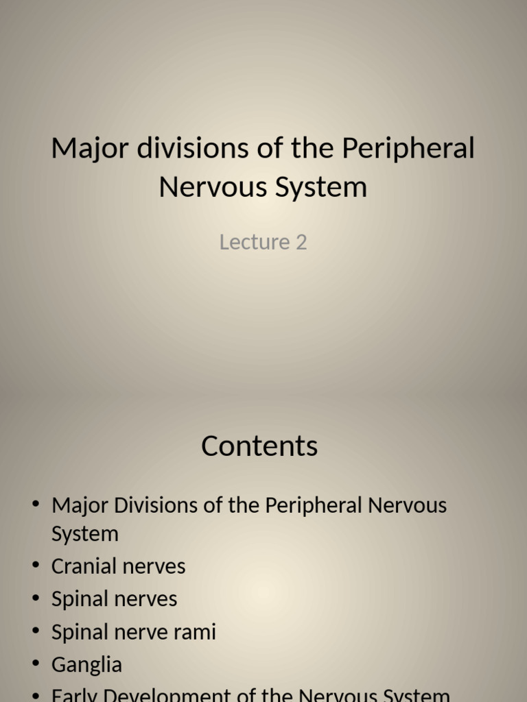 Overview of Peripheral Nervous System | PDF | Vertebral Column | Spinal ...