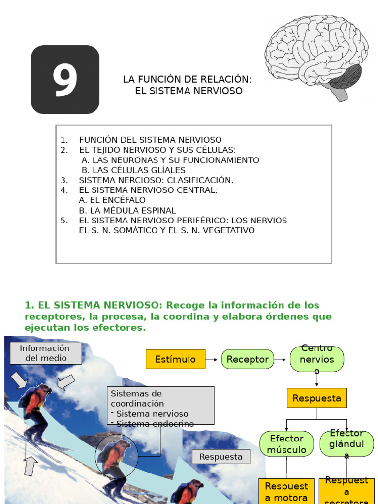 Función y Estructura del Sistema Nervioso | PDF | Sinapsis | Sistema ...