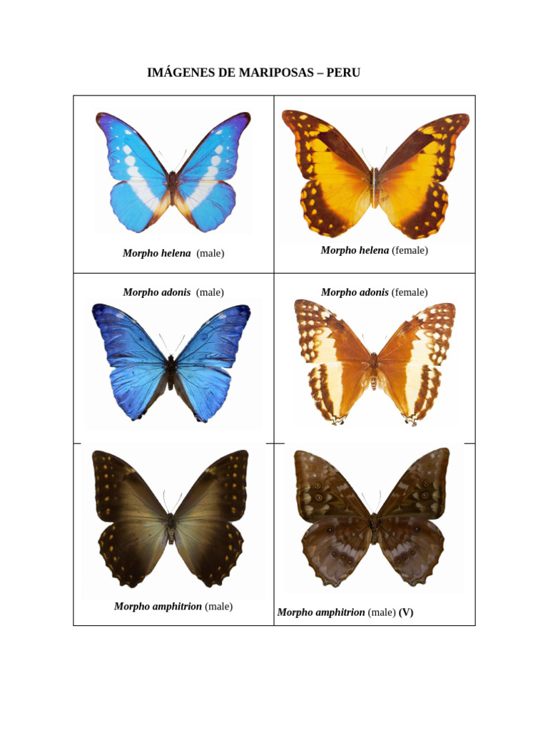 IMÁGENES DE MARIPOSAS Morphos | PDF
