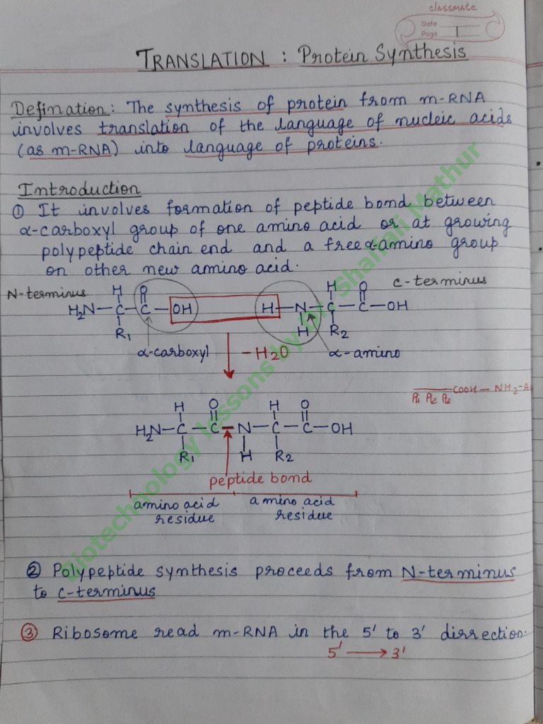 Translation in Prokaryotes Part 1 | PDF
