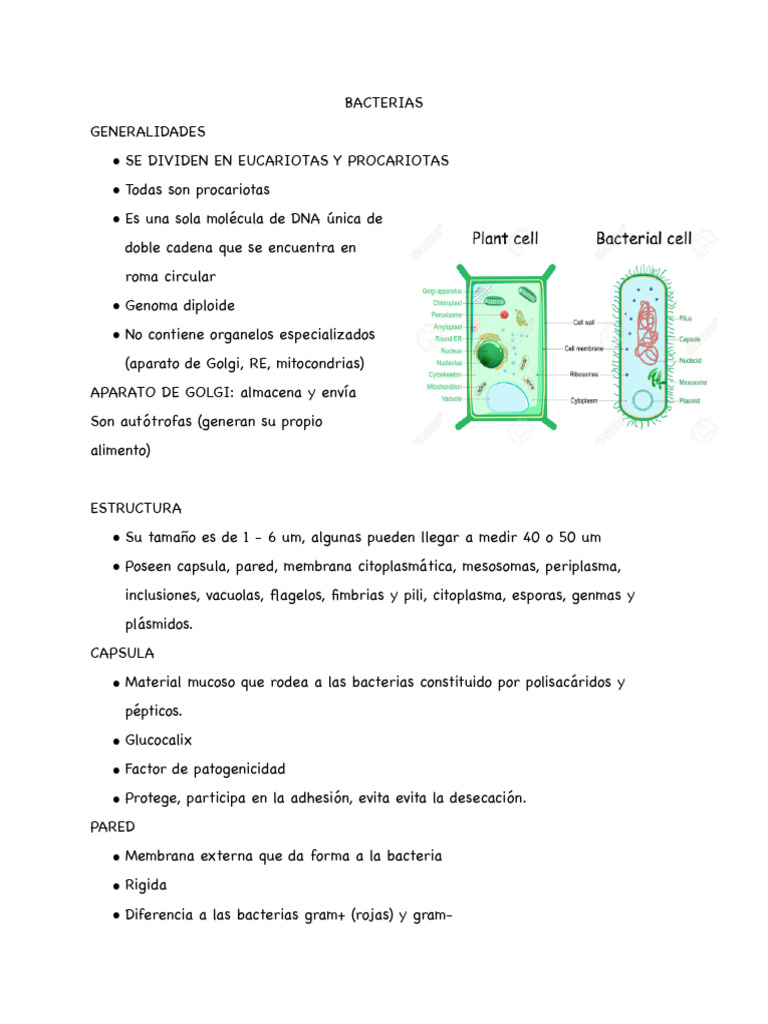 Estructura y características de las bacterias | PDF