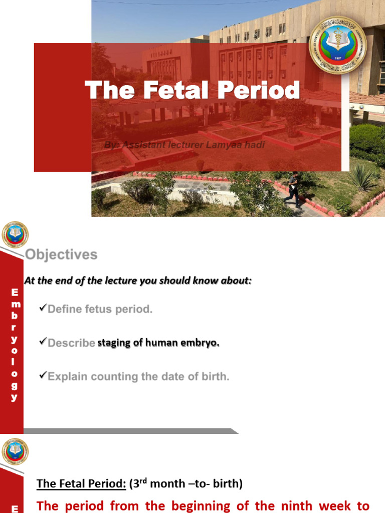 Understanding the Fetal Period | PDF | Fetus | Zoology