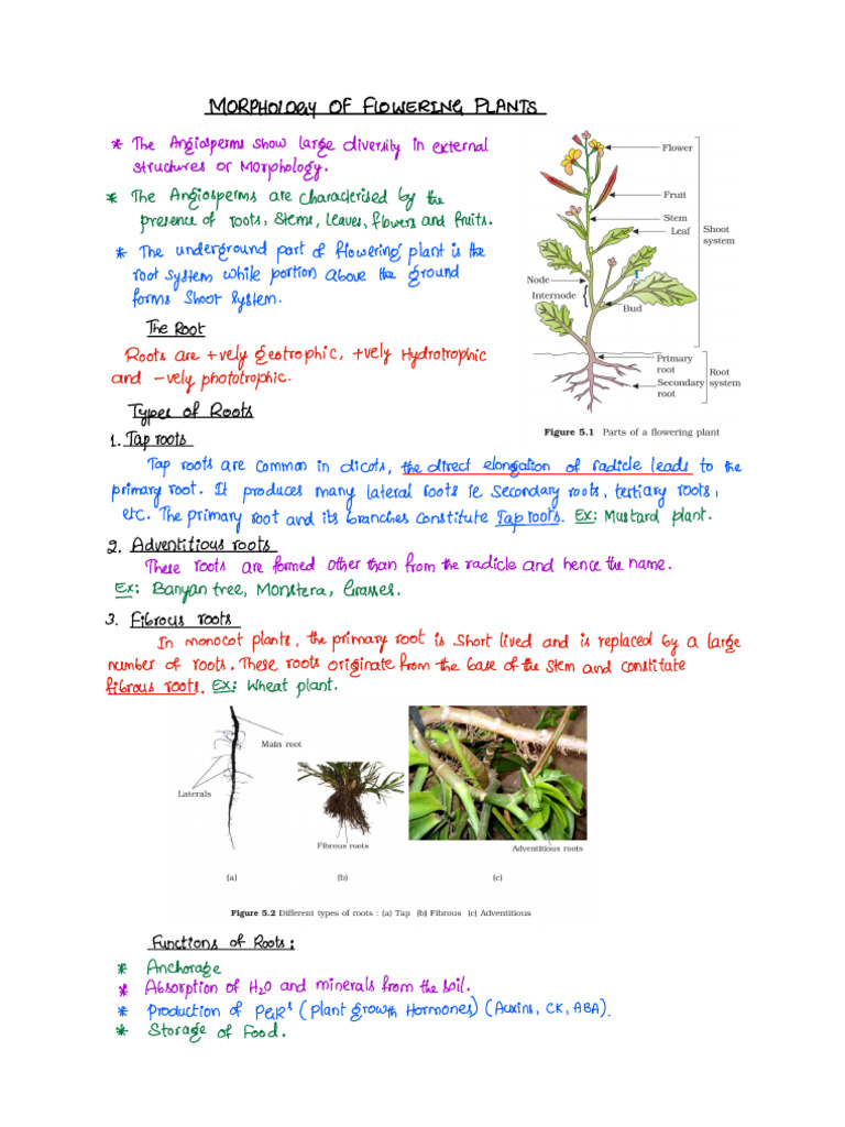 Angiosperm Morphology Overview | PDF | Leaf | Petal