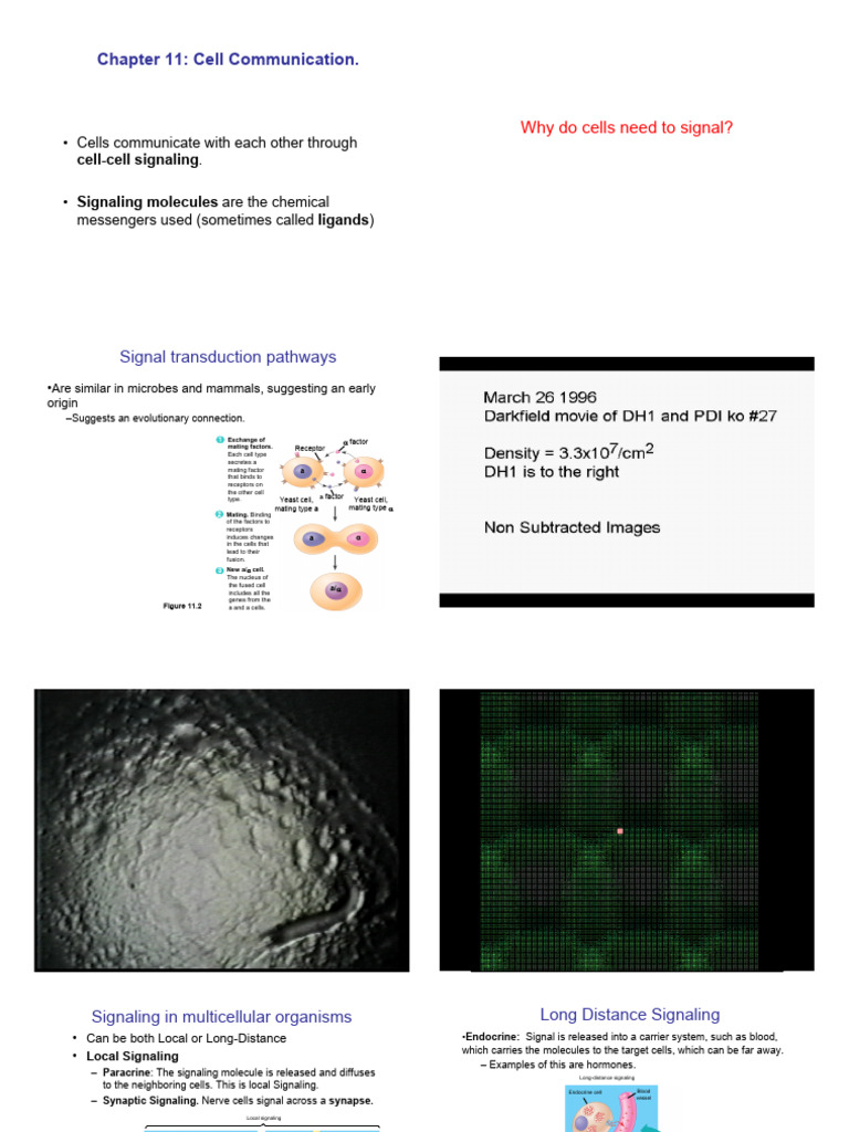 Bio101Lec03 Ch11-12 Cell Signaling and Cycle | PDF | Cell Signaling ...