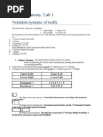 Teeth Numbering System | PDF | Dentistry | Dental Anatomy