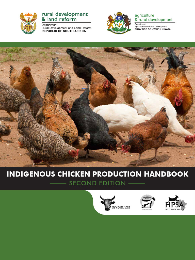 Indigenous Chicken Production Guide | PDF | Infection | Chicken