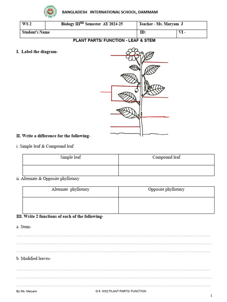 6th Ws 2 Plant Parts & Function | PDF