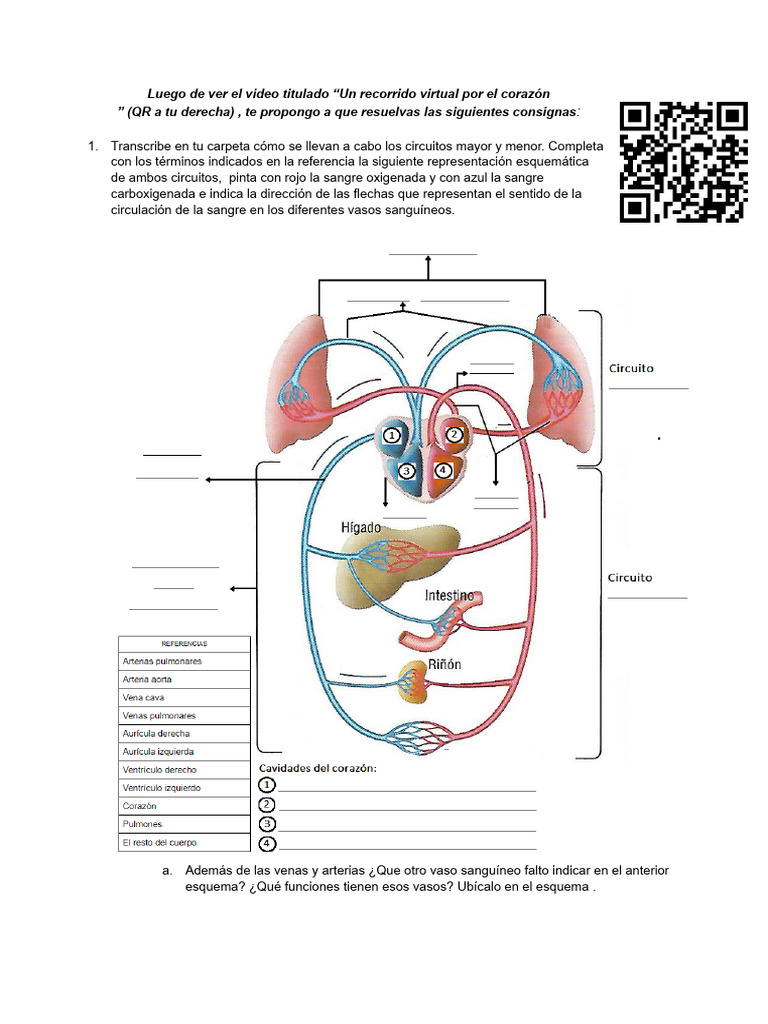ACT. Circulación Mayor y Menor | PDF
