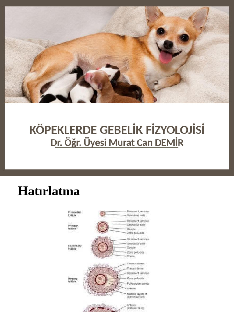 Ders 10 Gebelik Fizyolojisi Kopya PDF