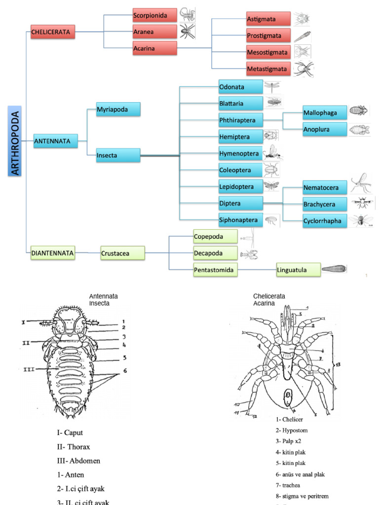 Astigmata Prostigmata | PDF