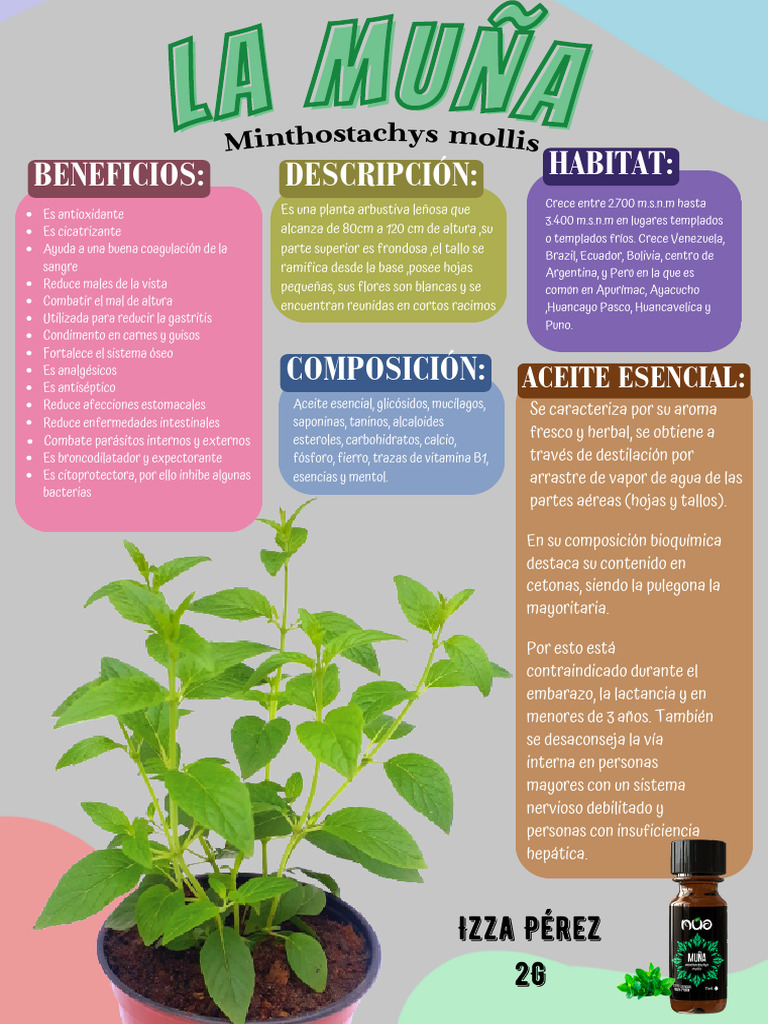 Beneficios y usos de la muña medicinal | PDF