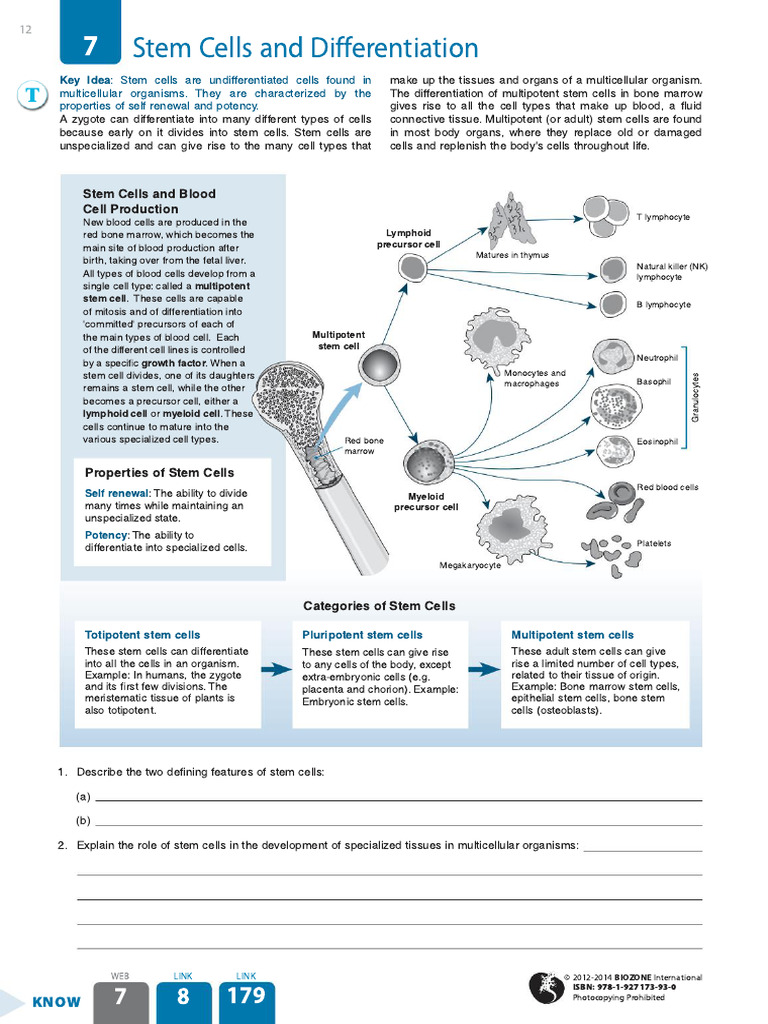 Stem Cells and Zygote Differentiation | PDF | Cell Potency | Stem Cell
