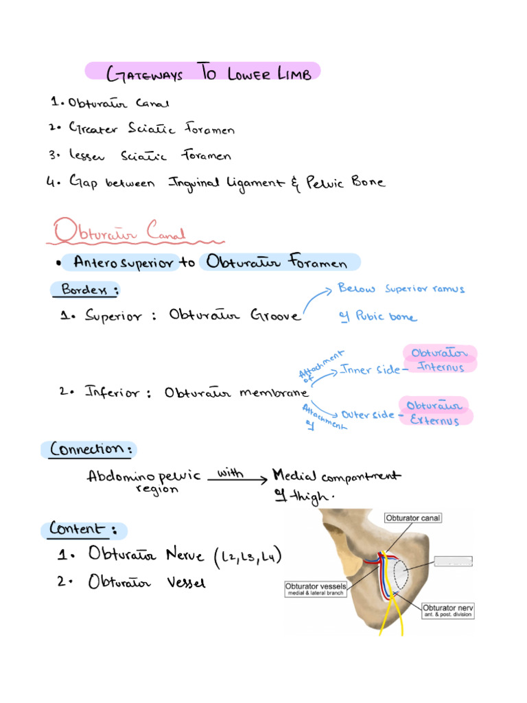 Lower Limb Anatomical Gateways Guide | PDF | Pelvis | Human Leg