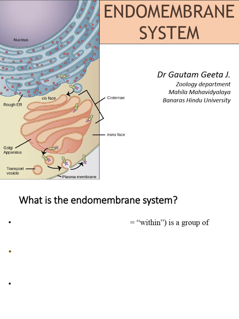 Endomembrane System Overview | PDF | Endoplasmic Reticulum | Vacuole
