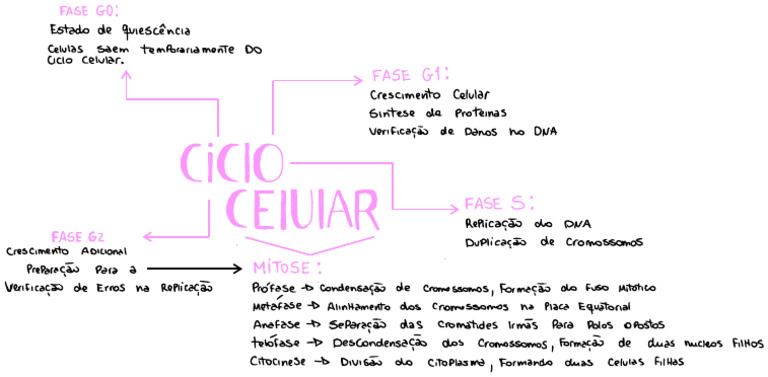 Fases do Ciclo Celular e Mitose | PDF