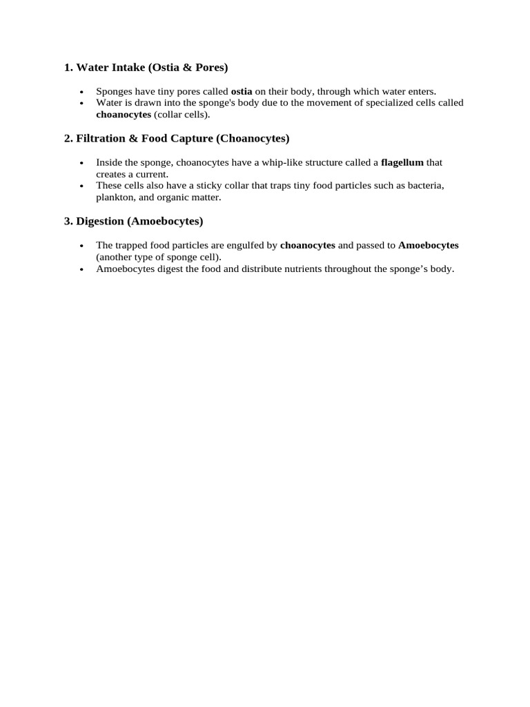 Sponge Feeding and Digestion Process | PDF