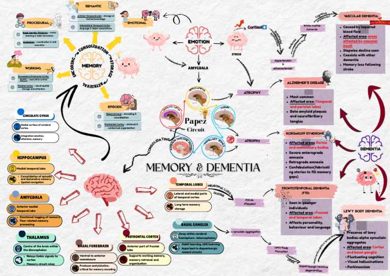 Concept Map DR Final - 20250530 - 134409 - 0000 | PDF | Temporal Lobe ...