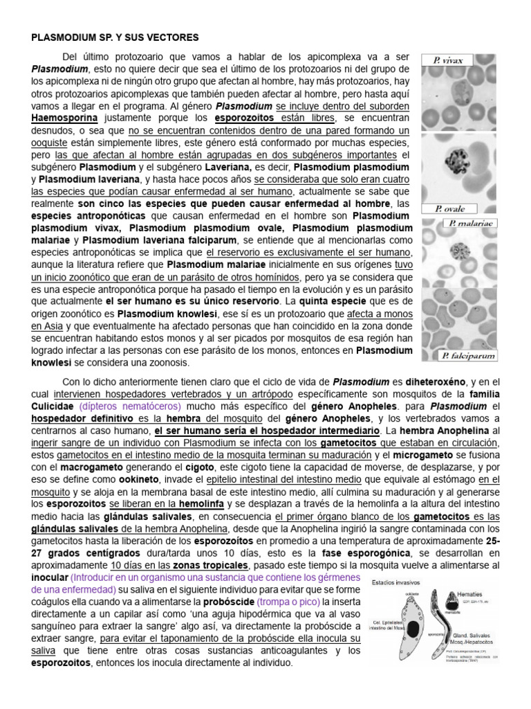 Plasmodium SP | PDF | Plasmodium | Plasmodium Falciparum