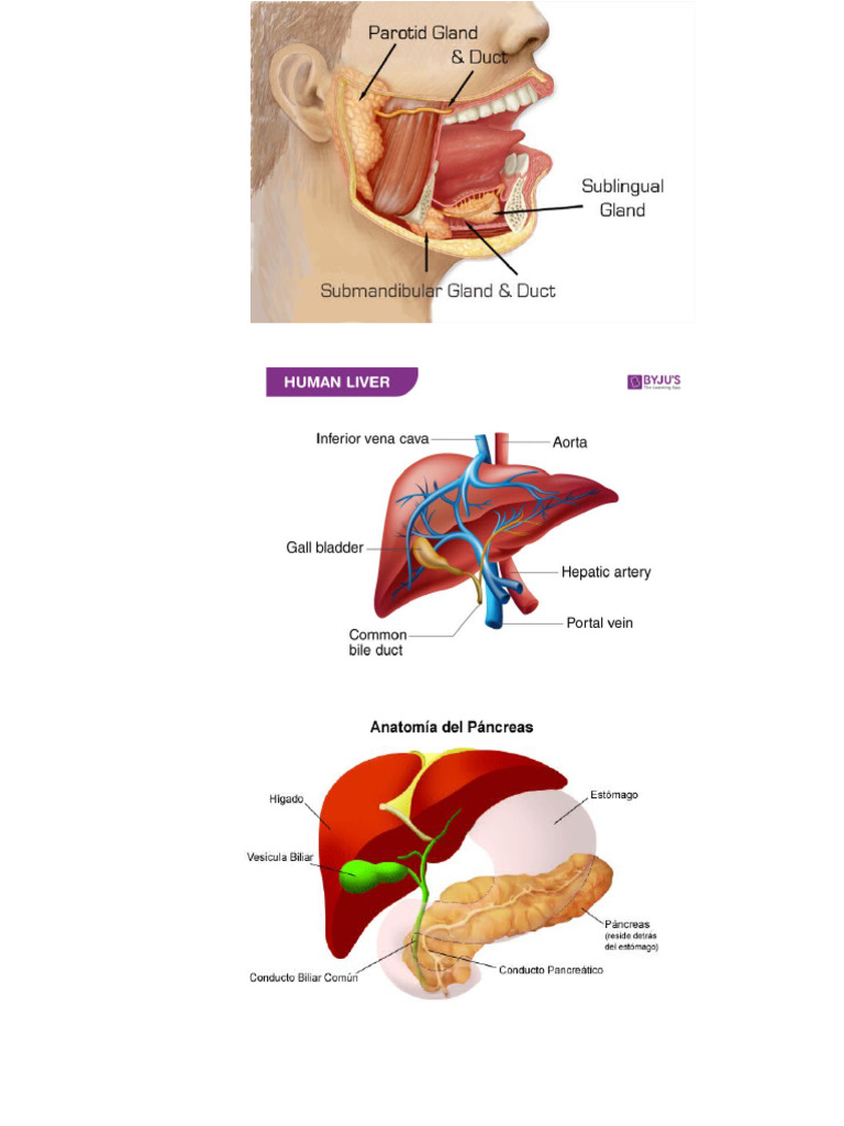 Anat | PDF