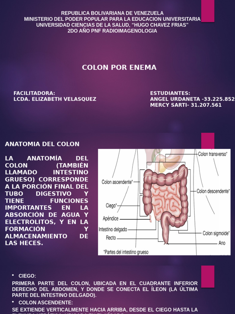 Anatomía y Procedimiento del Colon por Enema | PDF | Intestino grueso ...