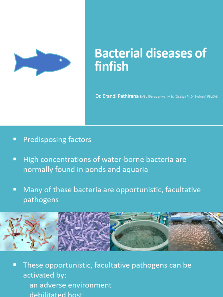Bacterial Diseases in Finfish: Overview and Treatment | PDF | Pathogen ...