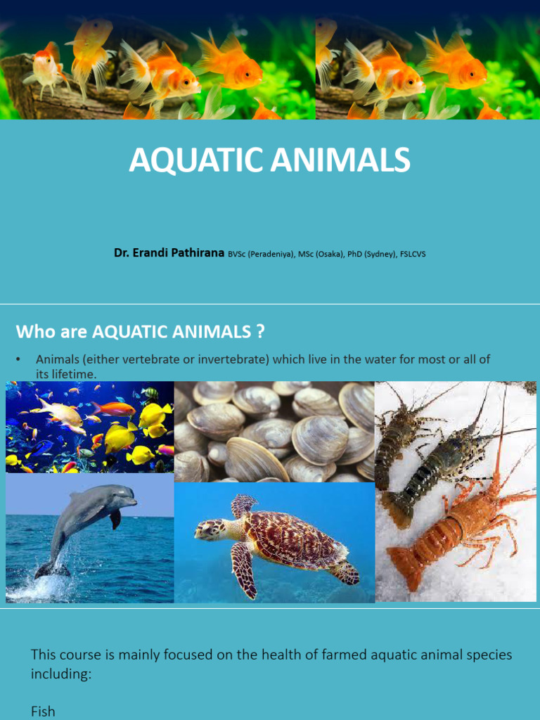 ABR1206 - Prac Demo1 - Intro To Aquatic Animal Species | PDF | Shrimp ...
