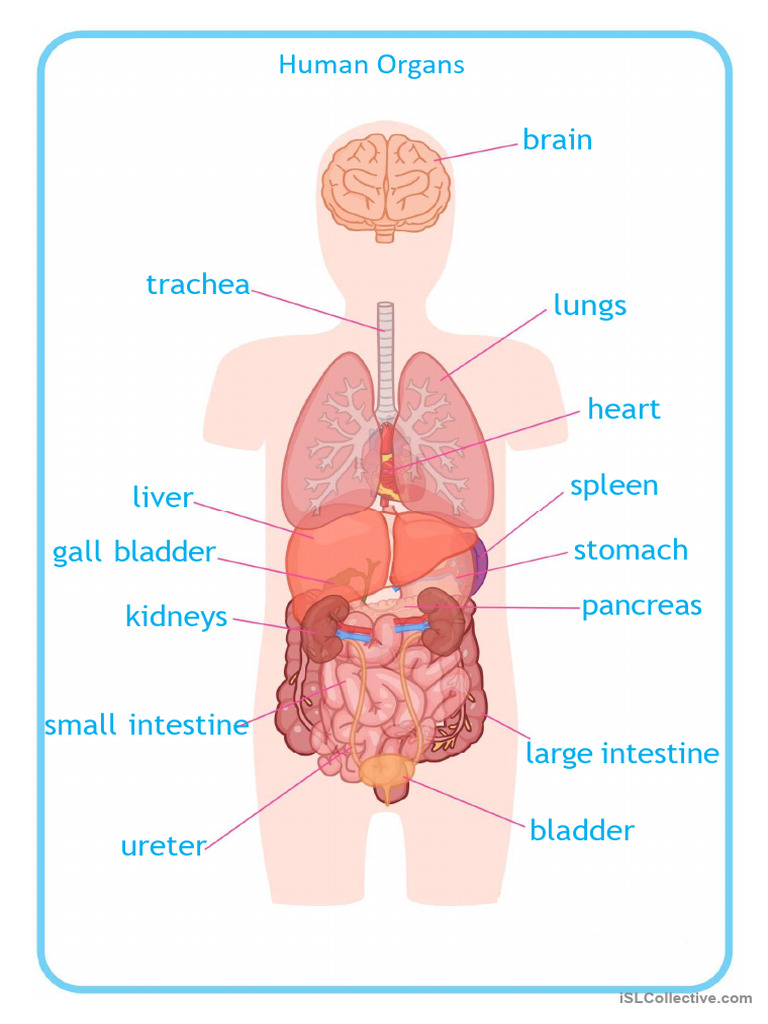 Human Body Organs - Display Posters | PDF