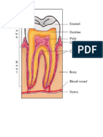 Print Gambar Anatomi