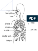 gambar pernafasan