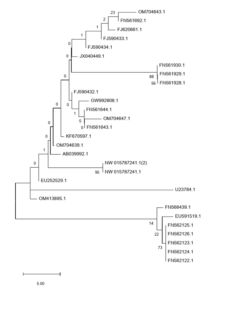 Pohon Phylogenetic | PDF
