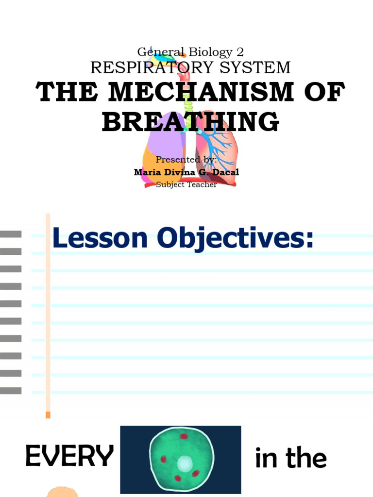 Respiratory System - The Mechanism of Breathing | PDF | Respiratory ...