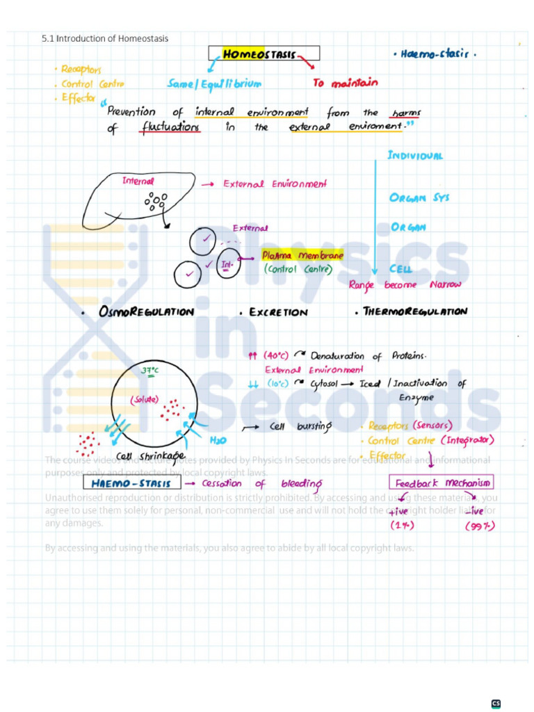 Homeostasis Notes by Physics in Seconds | PDF