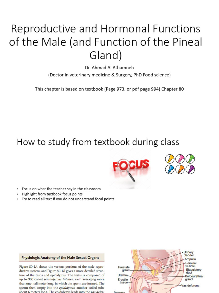Topic 11 Reproductive System | PDF