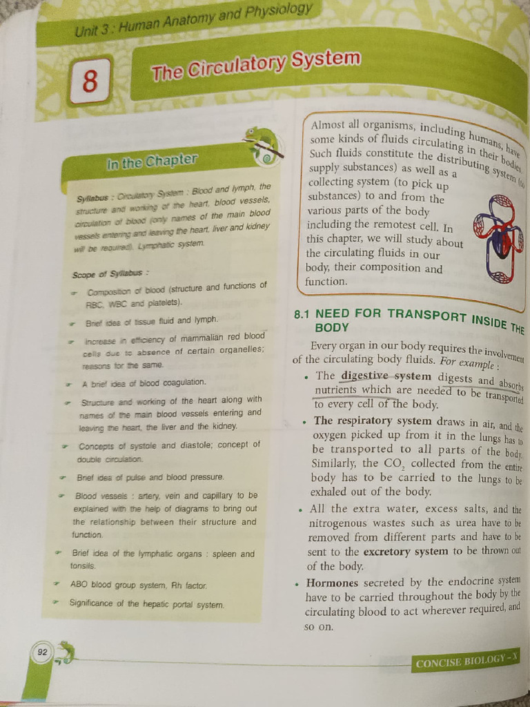 Overview of the Circulatory System | PDF | Blood | Circulatory System