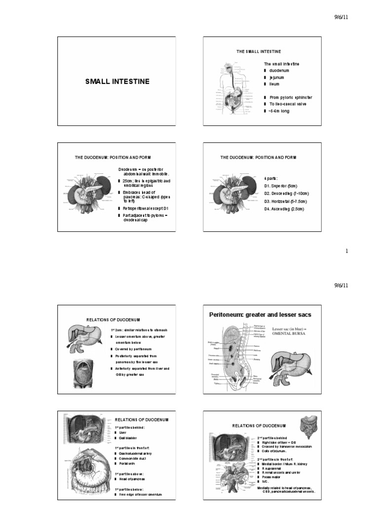 15 Small Intestine 2011 | PDF | Pancreas | Anatomy