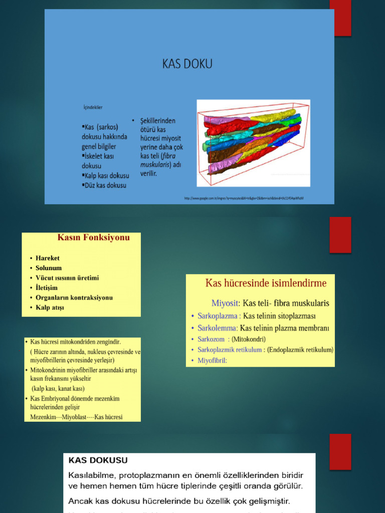 Kas Doku | PDF