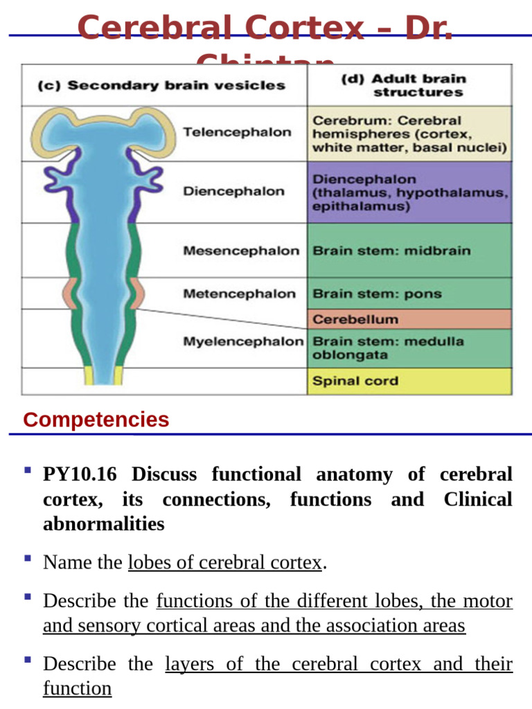 Layers of the Cerebral Cortex Explained | PDF | Cerebral Cortex ...