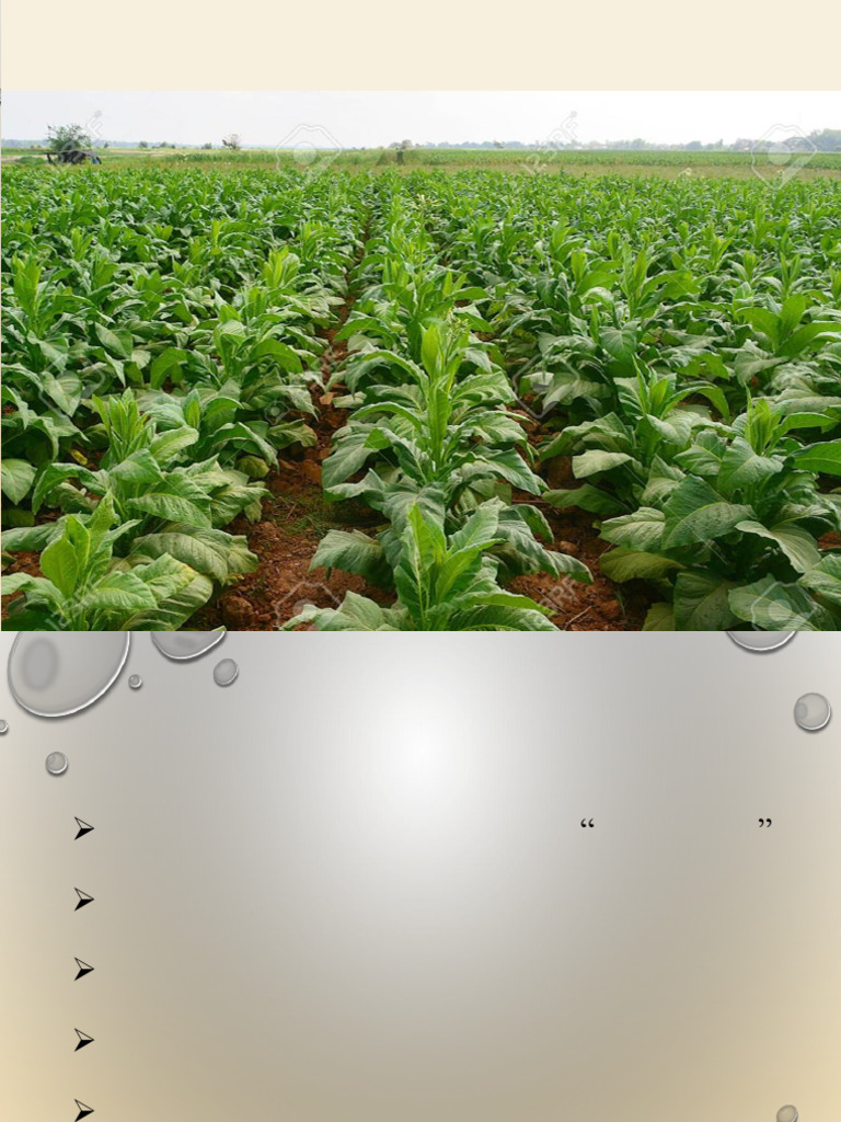 tobacco cultivation pdf | Cultivation, Curing & Grading Tobacco Seed To Harvest