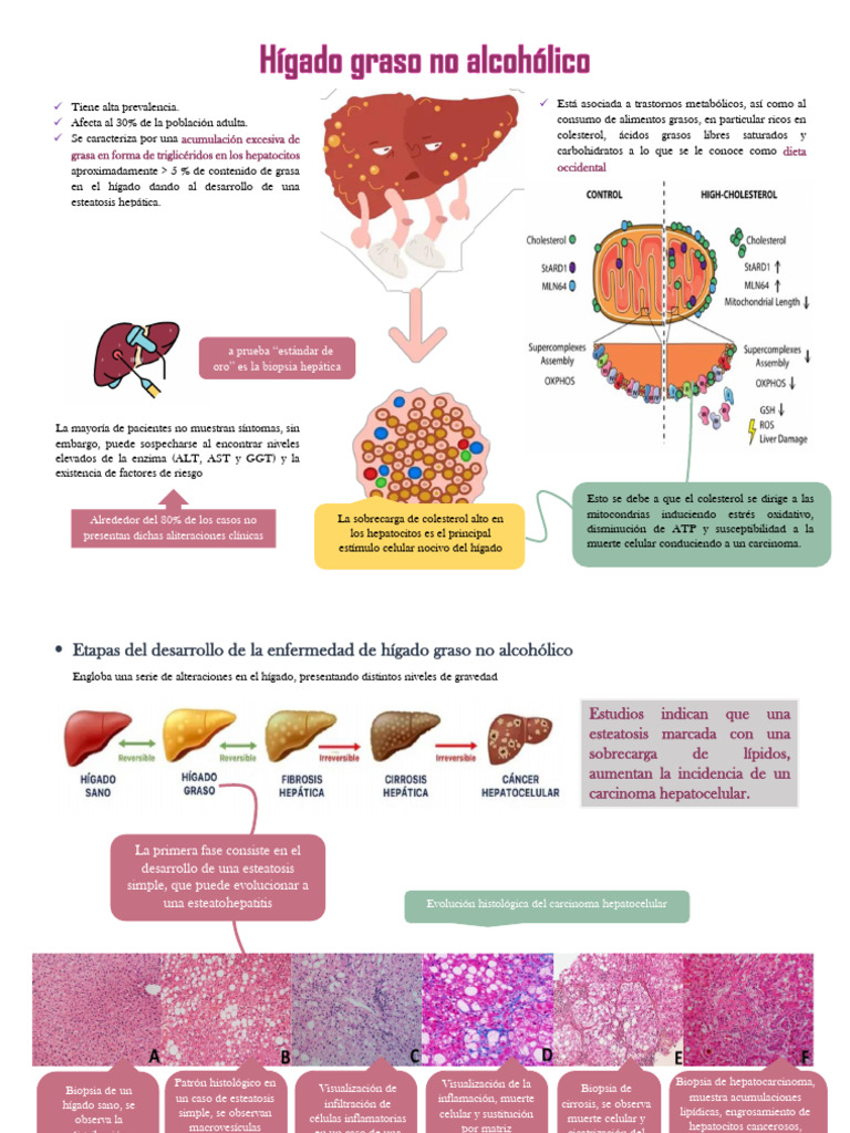 Diagnóstico y evolución del hígado graso | PDF | Especialidades Medicas ...