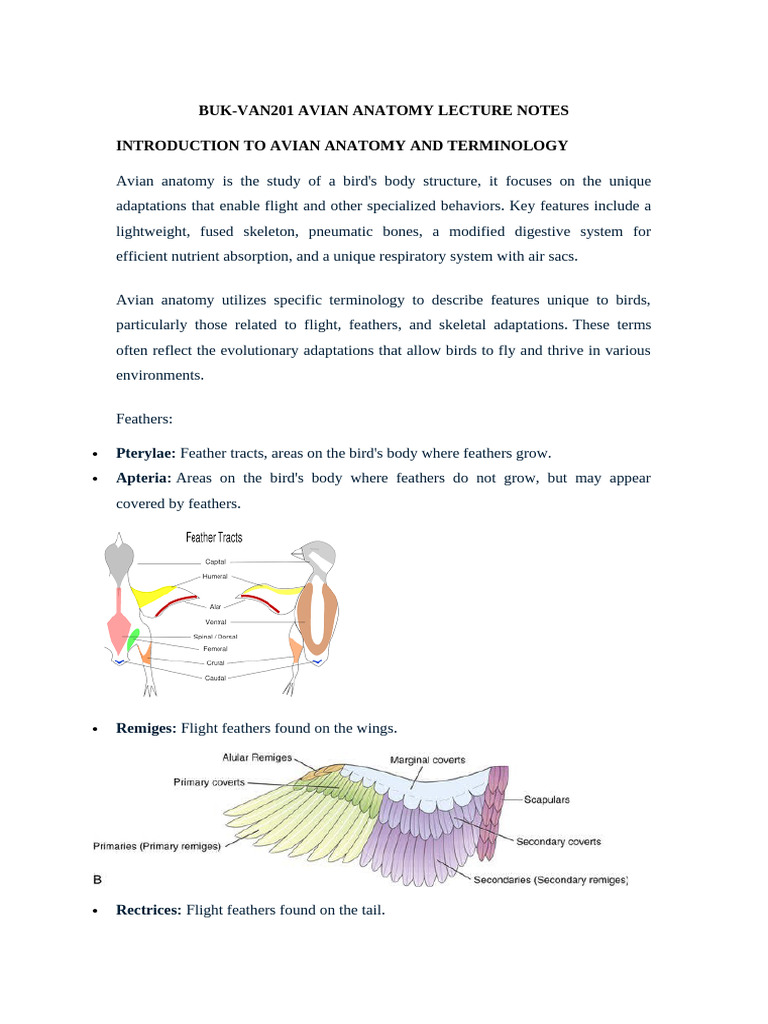 Buk-Van201 Avian Anatomy Lecture Notes Introduction To Avian Anatomy ...