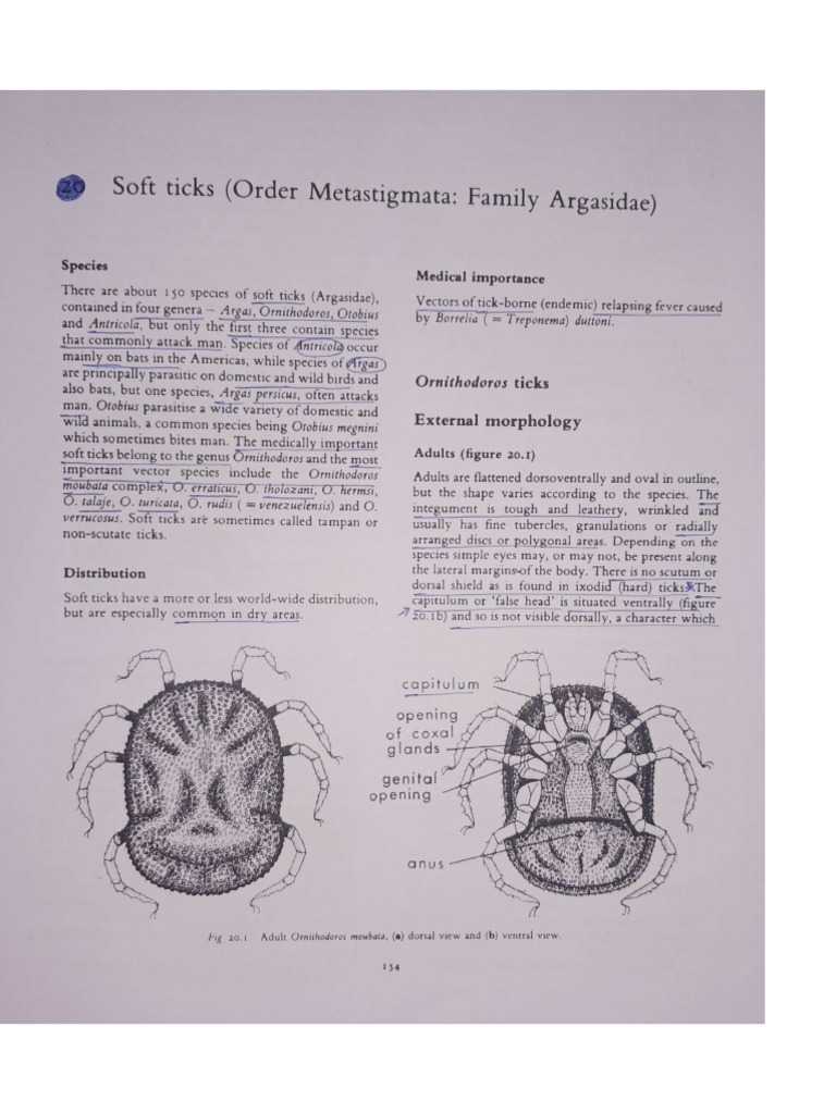 Soft Tick | PDF