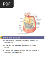 Cell Structures and Functions Explained | PDF | Cell (Biology) | Cell ...