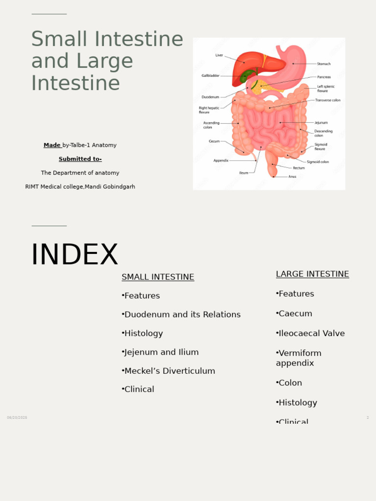 Small and Large Instestine | PDF | Small Intestine | Large Intestine