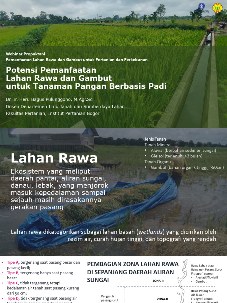 Pemanfaatan Lahan Rawa untuk Padi | PDF
