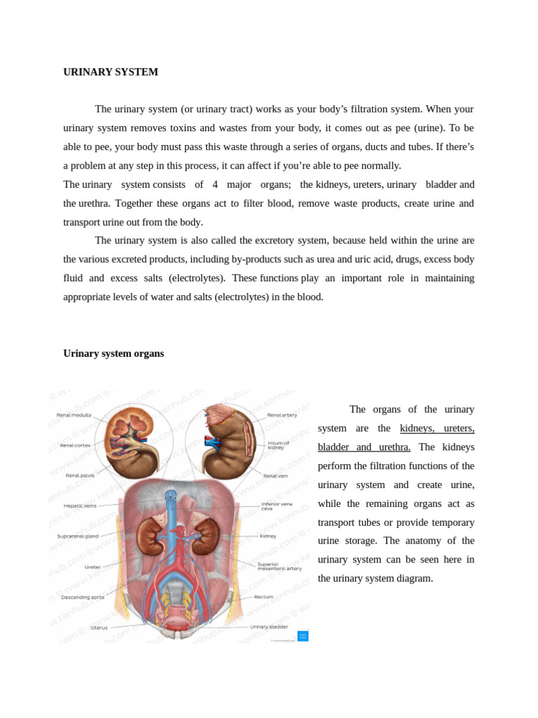 Urinary System | PDF | Urinary Incontinence | Urinary Tract Infection