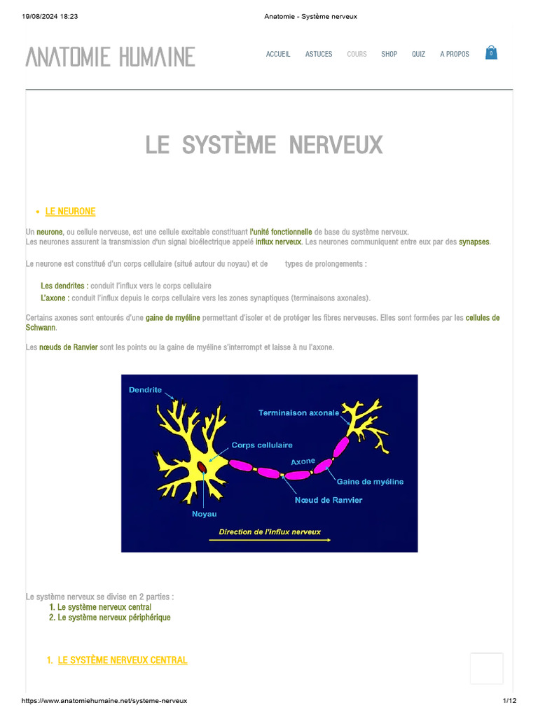 Anatomie du Système Nerveux Humain | PDF | Nerf | Système nerveux