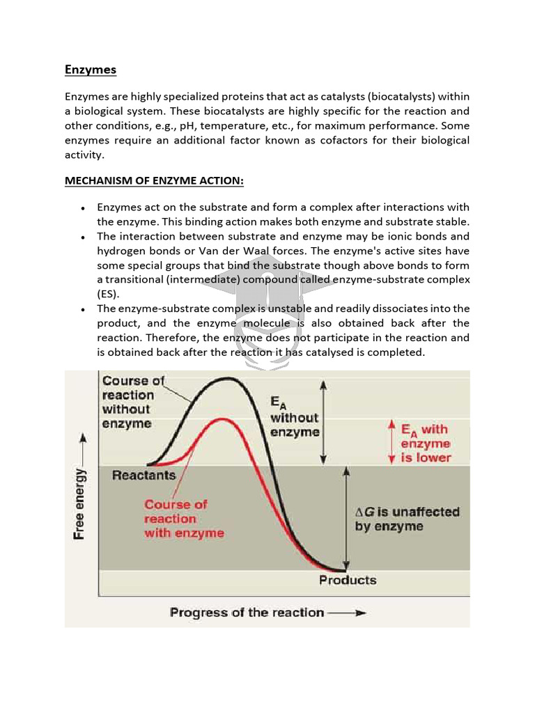 Understanding Enzyme Function and Regulation | PDF | Enzyme | Active Site