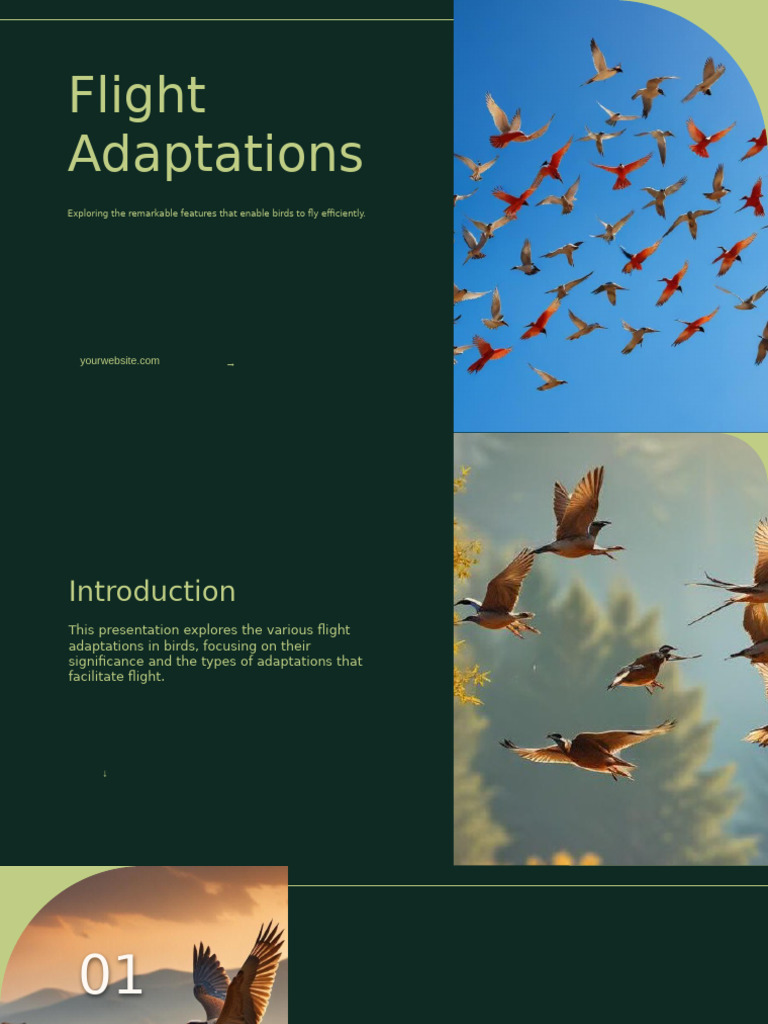 Flight Adaptations | PDF | Flight | Birds