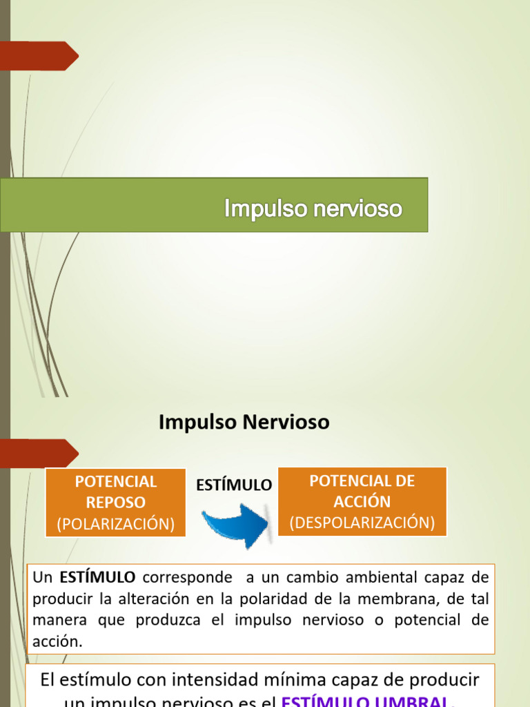 Impulso Nervioso y Sinapsis Química | PDF | Potencial de acción | Sinapsis