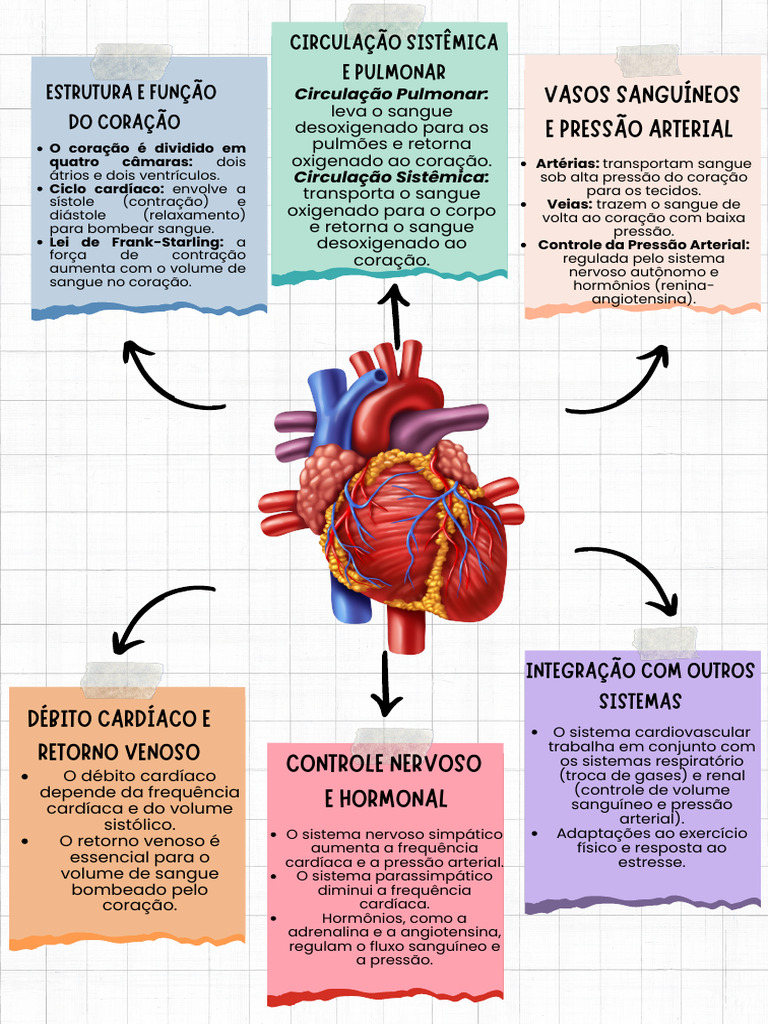 Estrutura e Função do Coração | PDF | Coração | Sistema circulatório